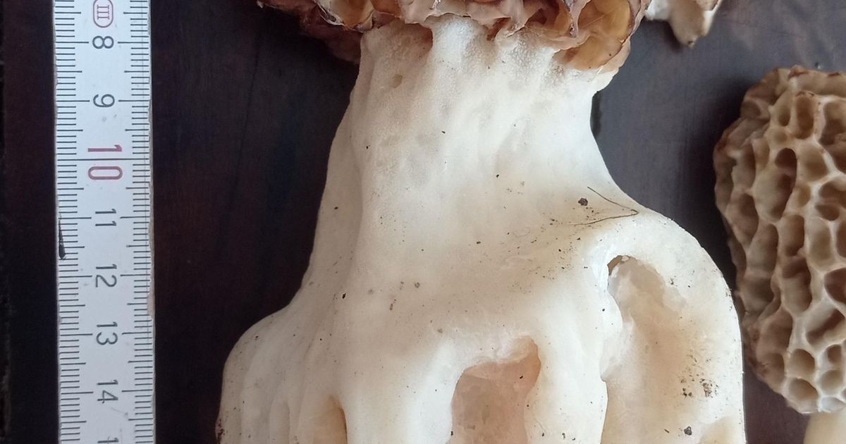 Une morille blanche de 21 centimètres trouvée à Arpaillargues