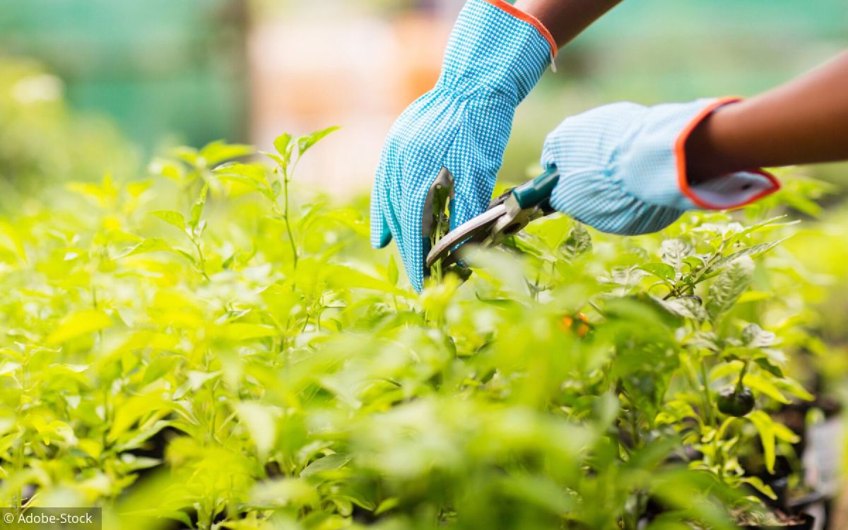 Guide d'achat : choisir le sécateur idéal pour votre jardin