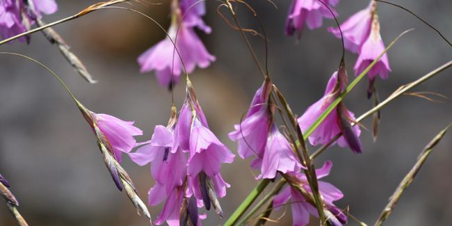 La légèreté élégante de la canne à pêche des anges