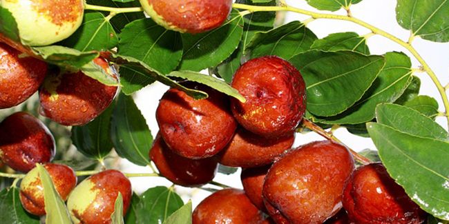 Jujubier (Ziziphus jujuba) aux dattes chinoises ou jujubes