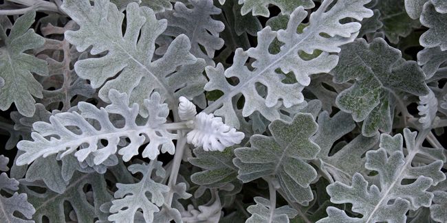 Cinéraire maritime : une plante emblématique des jardins côtiers