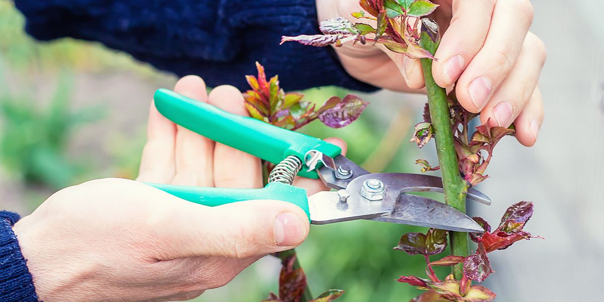 la taille des rosiers : un guide pour un jardin florissant