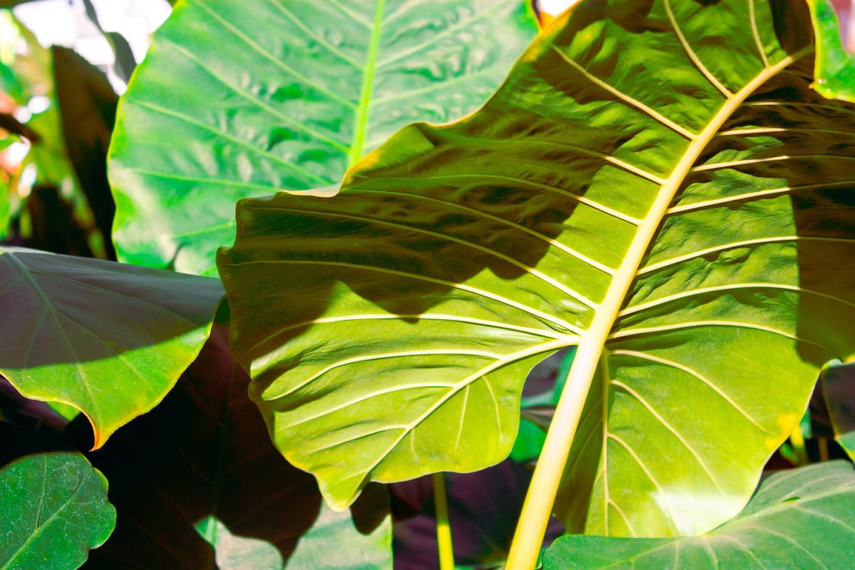 Découvrez la plante oreille d'éléphant, l'alliée idéale pour un intérieur captivant