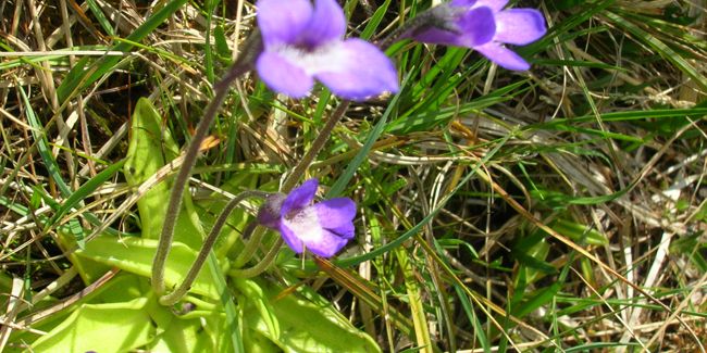Grassette vulgaire (Pinguicula vulgaris) : la plante carnivore oubliée