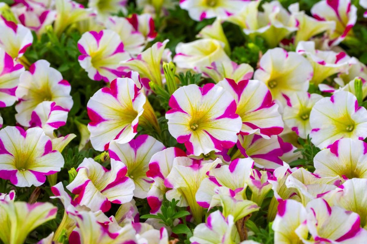 Découvrez le pétunia, la fleur qui embellit et protège votre jardin