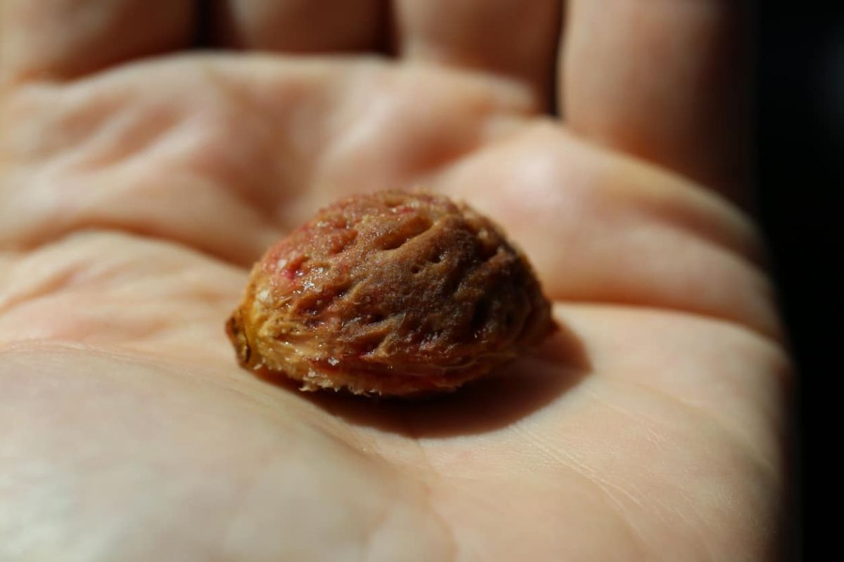 Cultiver un pêcher à partir d'un noyau : la méthode des experts révélée