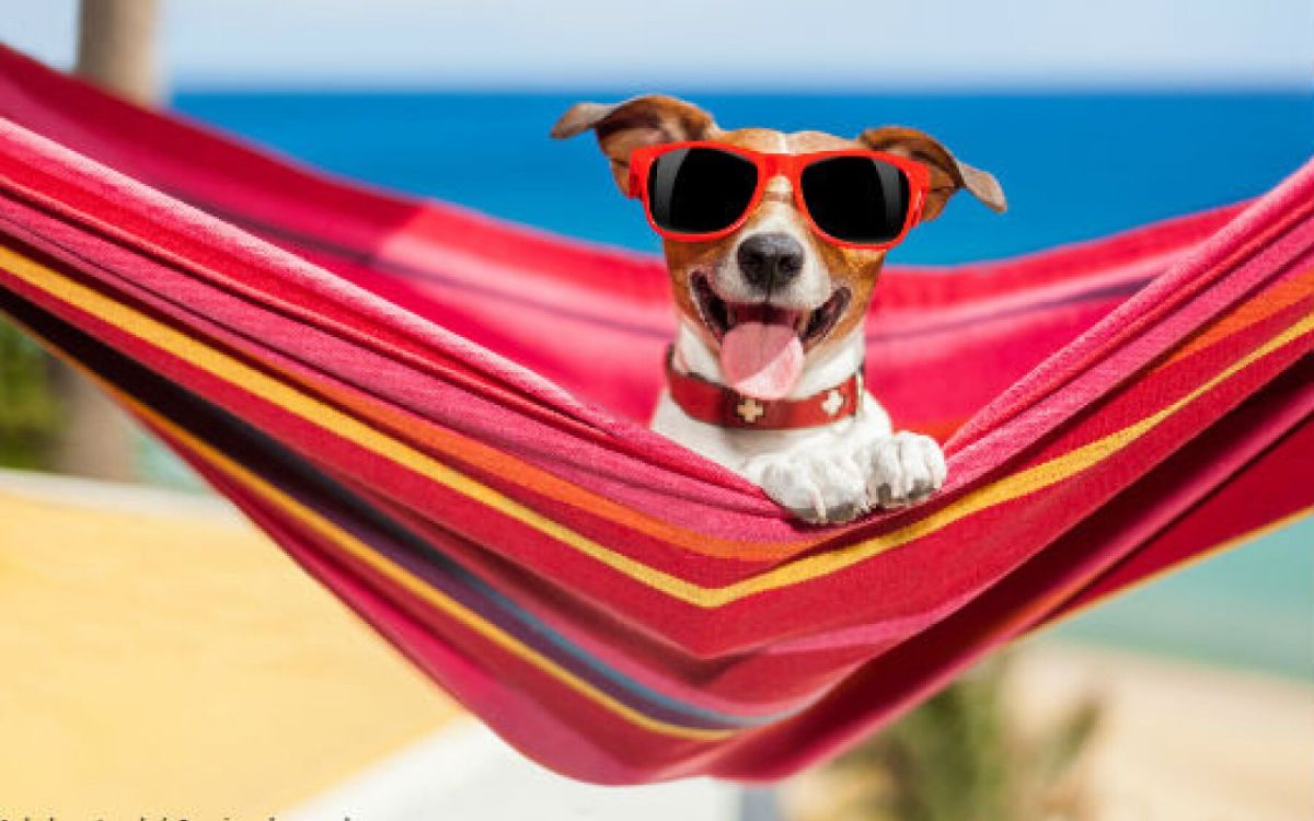 Doit-on payer un supplément pour son chien à l'hôtel ?