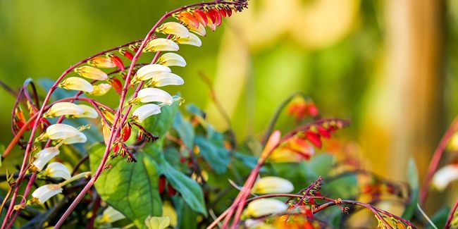 La plume d'indien (Ipomoea versicolor)