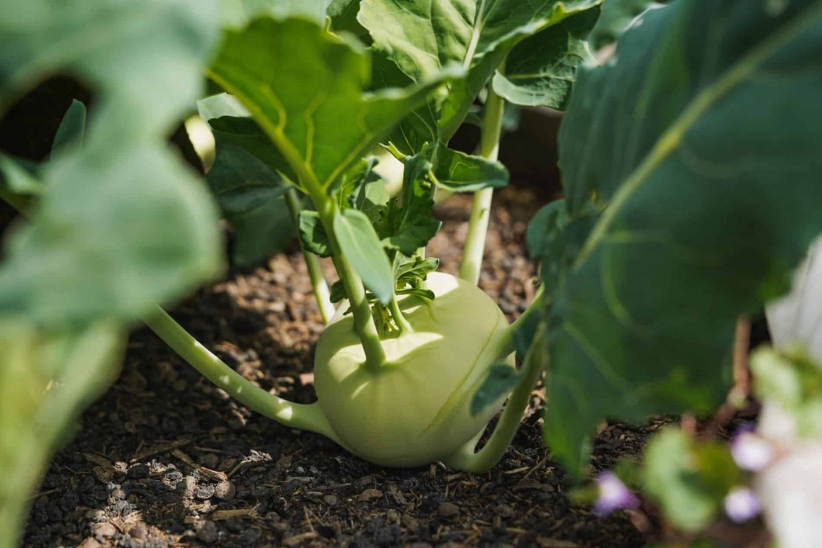 4 légumes racines à planter en février pour un printemps radieux