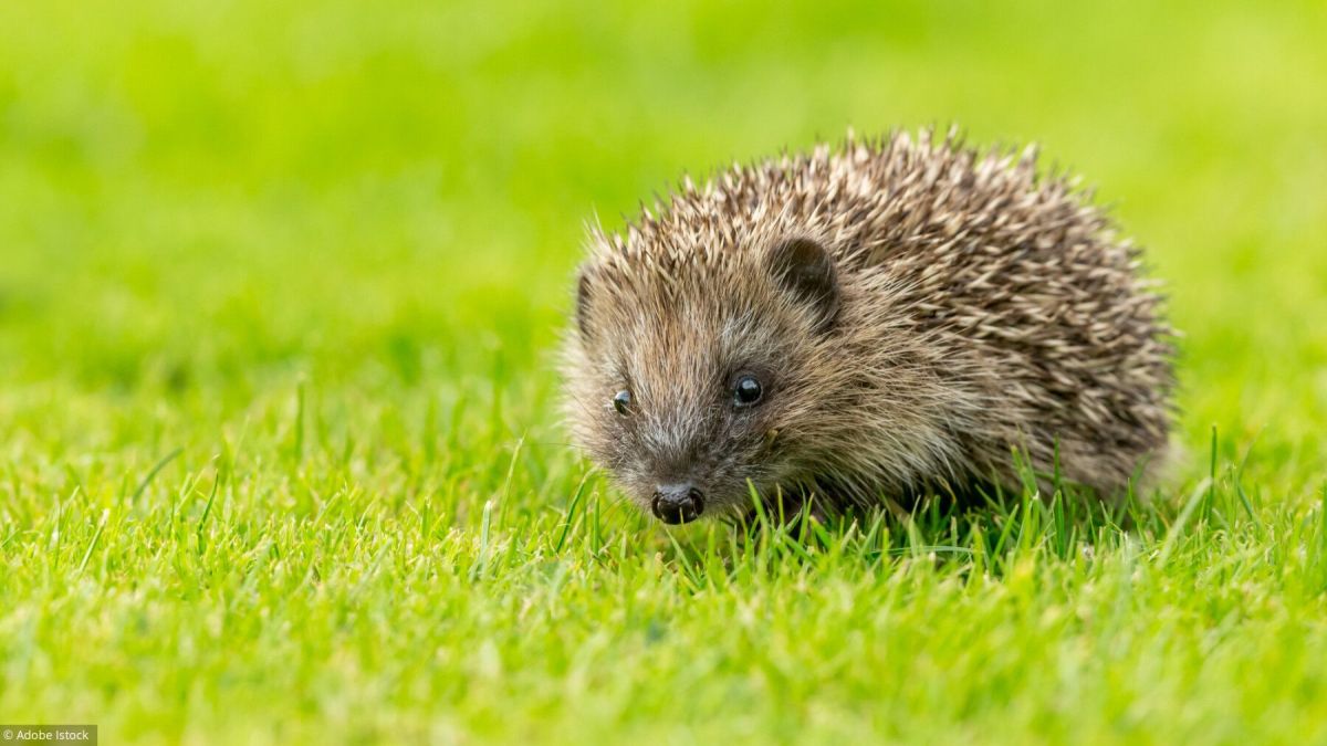 Accueillir un hérisson dans votre jardin : un geste pour la biodiversité