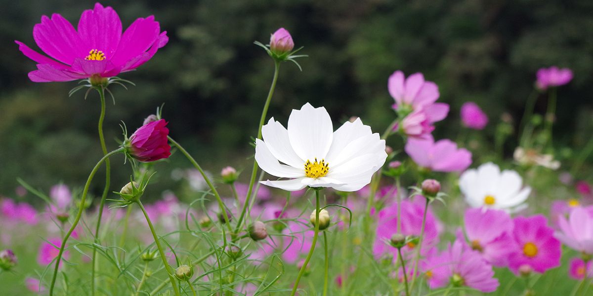 Cosmos, la touche légère qui embellit nos jardins