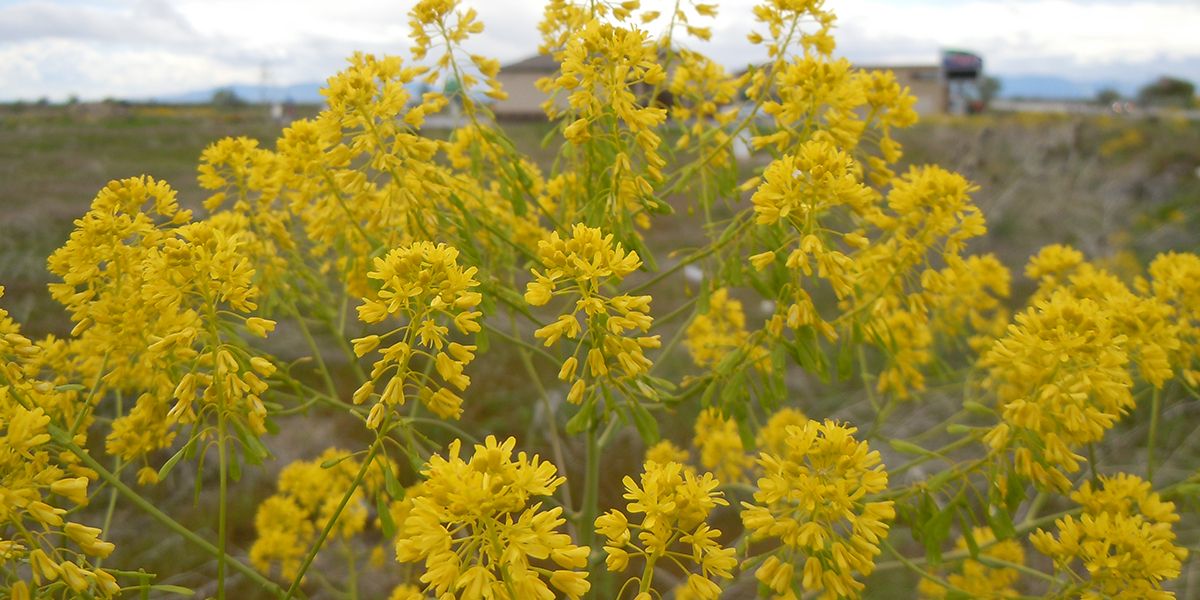 Pastel des teinturiers : Isatis tinctoria et son bleu emblématique