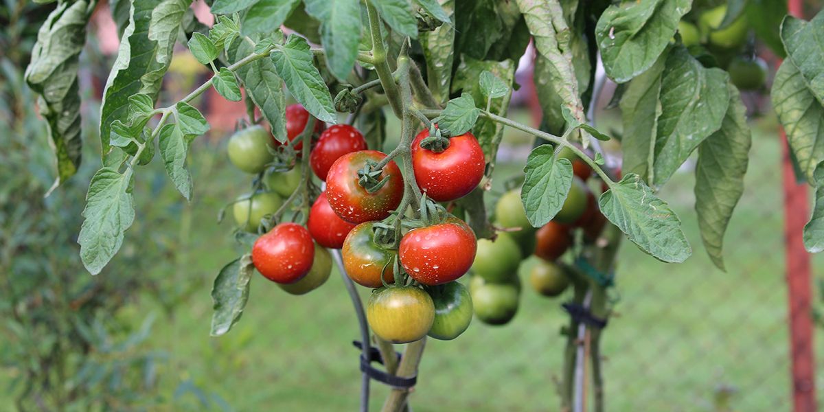 les secrets savoureux de la tomate : de l'amérique au potager