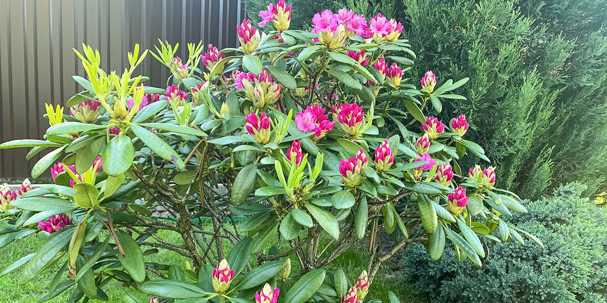 Découvrez les merveilles du rhododendron