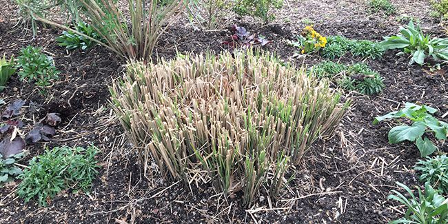 Le guide ultime pour une taille réussie des graminées au jardin