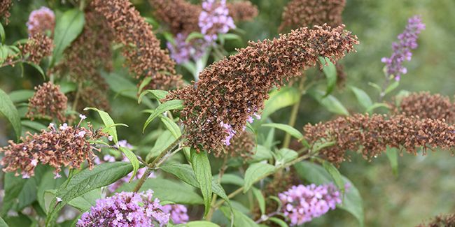 Taille du buddleia : conseils pour une floraison réussie