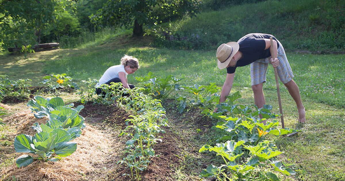 Créer un potager en permaculture : tous nos conseils pour se lancer