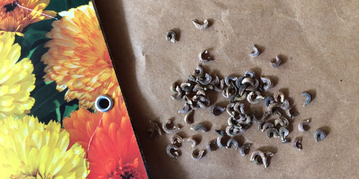 Semis des soucis : conseils pratiques pour un jardin coloré