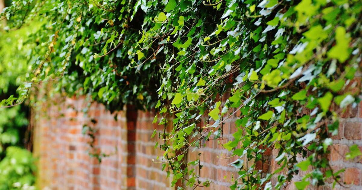 Quatre plantes à éviter pour un jardin serein