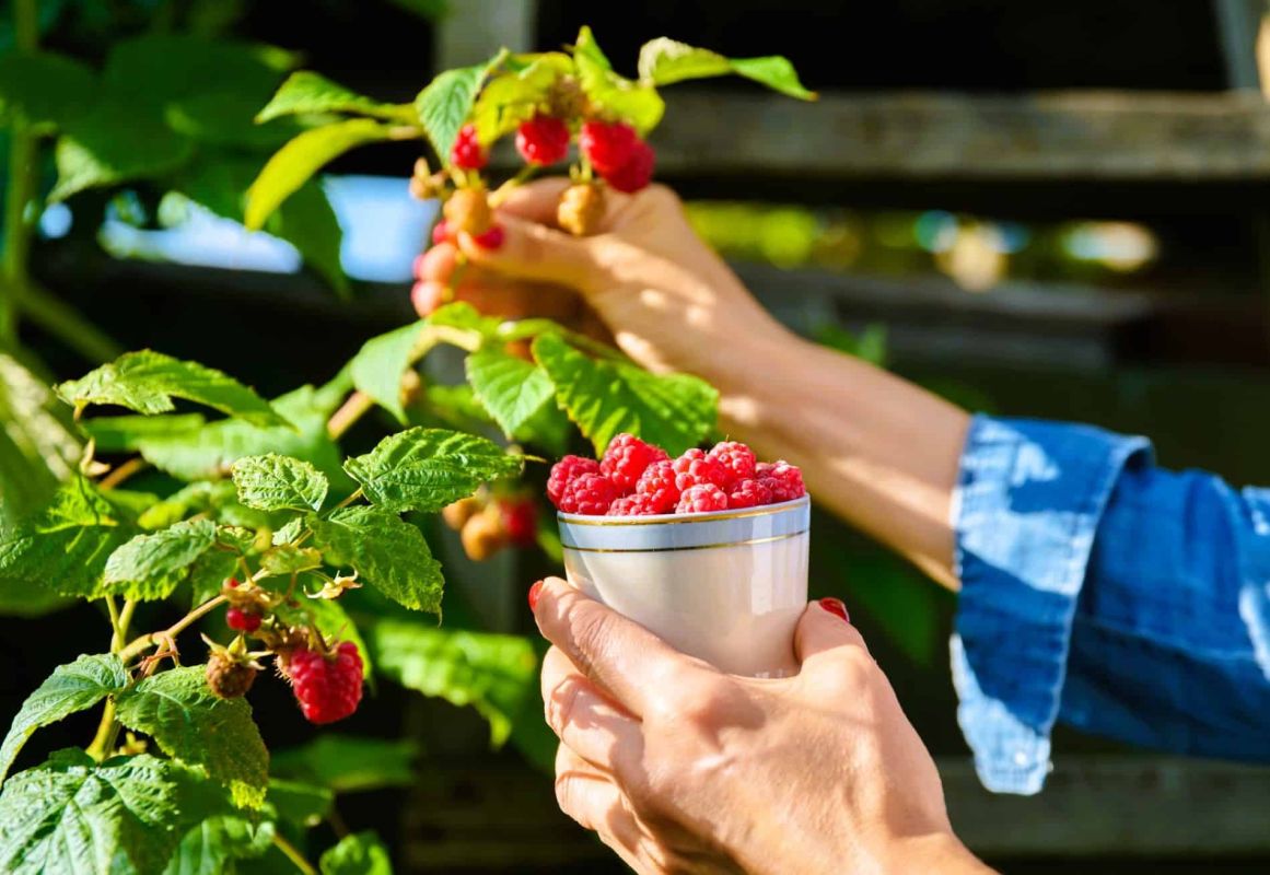 Une tasse de café pour des framboisiers éclatants : découvrez l'astuce étonnante