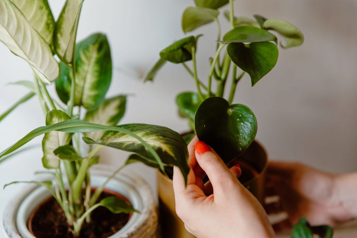 le geste insoupçonné qui nuit à vos plantes d'intérieur