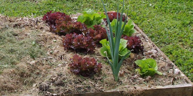 Préparez votre jardin : retirez les paillis avant le printemps