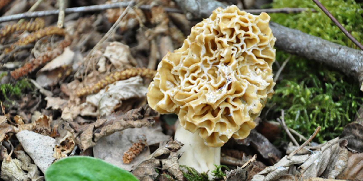 À la découverte des morilles : le trésor du printemps à savourer