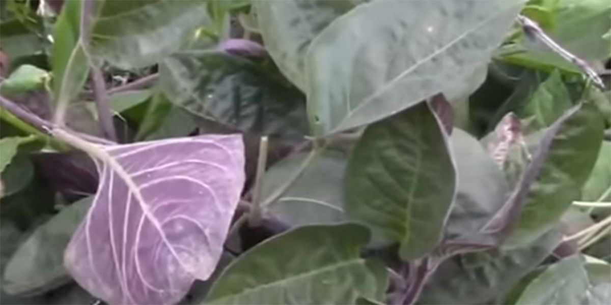 Découvrez la plante fromage, un goût unique qui fait fondre les papilles