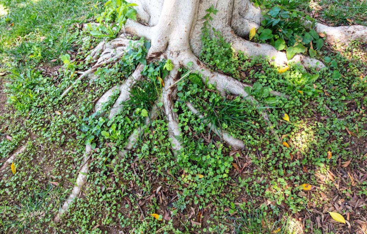 Évitez ces 5 arbres près de votre maison pour préserver vos fondations