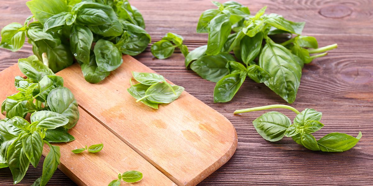 Les secrets de la récolte et de la conservation du basilic