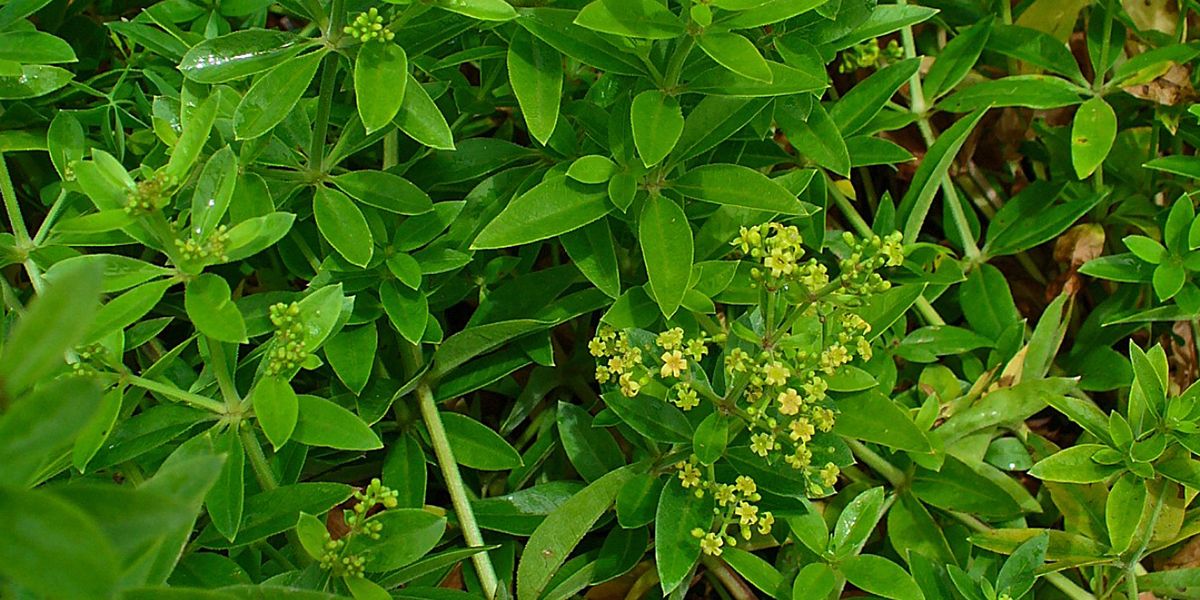 La garance des teinturiers : l'histoire d'un colorant rouge ancestral