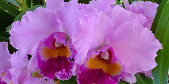 l'orchidée Cattleya : un joyau floral à cultiver avec précaution