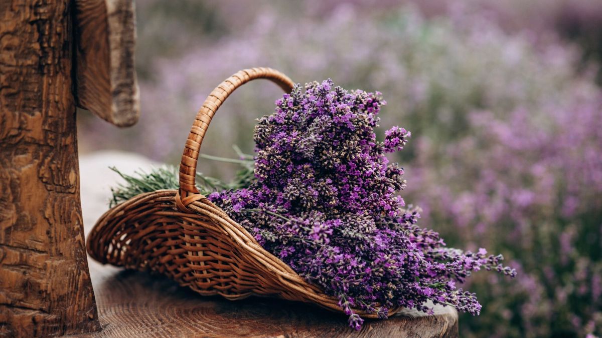 Jardinage : Comment tailler la lavande pour assurer sa repousse ?