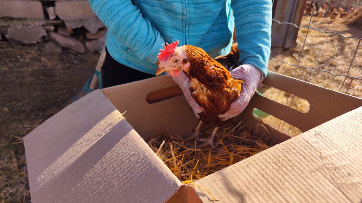 Des poules sauvées d'un destin tragique à Saint-Léons
