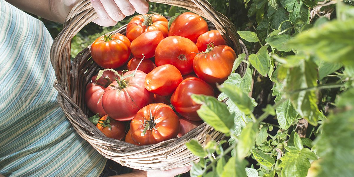 Cultiver des tomates : les secrets pour une récolte éblouissante tout l'été