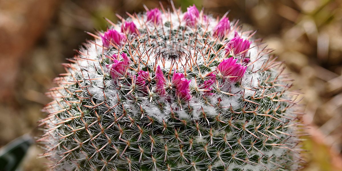 Mammilaire : le cactus incontournable à cultiver chez soi