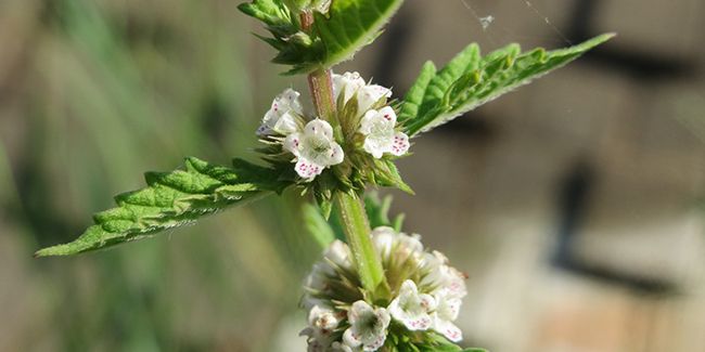 Le lycope : une alliée naturelle contre l'hyperthyroïdie