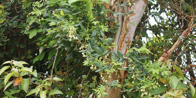 Boquila trifoliolata, une liane caméléon fascinante