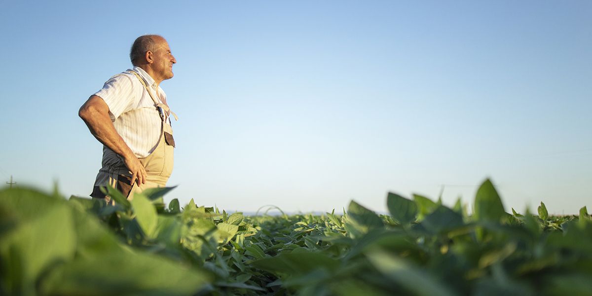 Les repères phénologiques : un guide pour jardiniers avertis