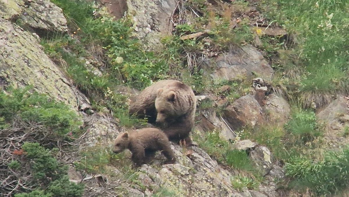 Melles : l'ours slovène, un retour discret au cœur des Pyrénées