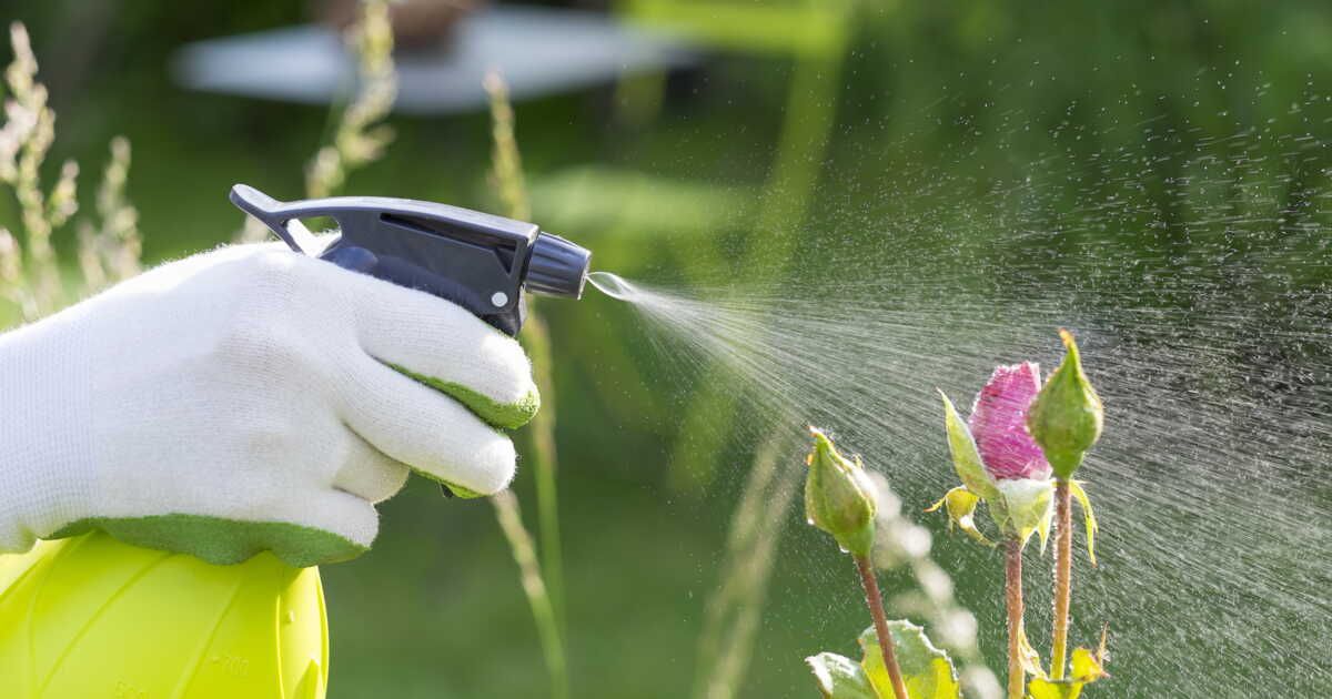 découvrez la recette d'insecticide naturel de julie andrieu