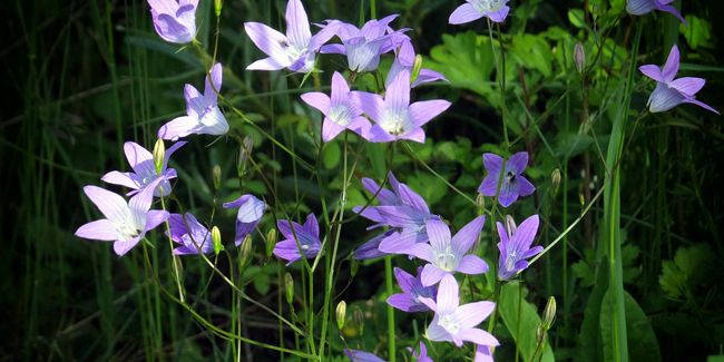 La campanule raiponce : une beauté comestible