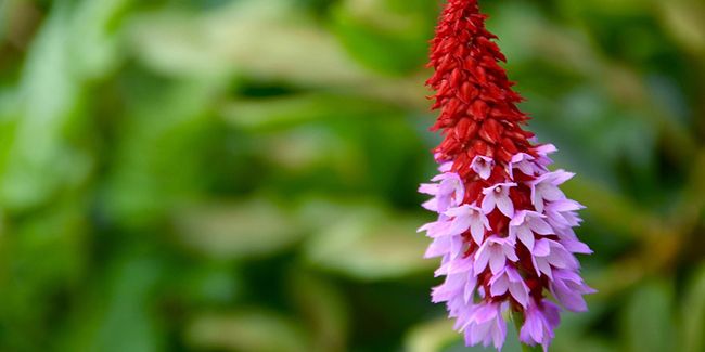 Primevère des marais (Primula vialii), primevère du père Vial