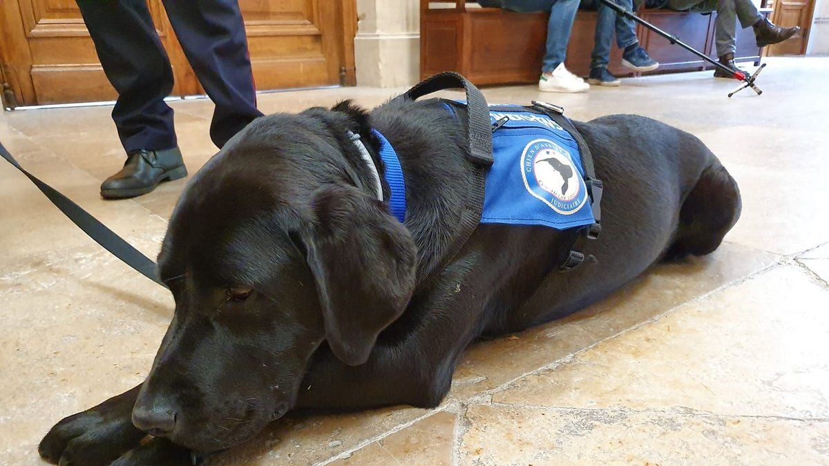 La fin d'une ère : Lol, le pionnier des chiens d'assistance judiciaire, prend sa retraite