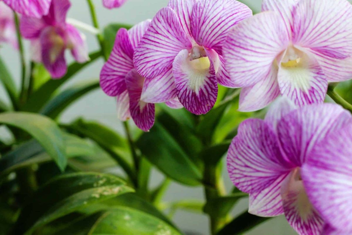 des orchidées épanouies grâce à des techniques d'arrosage innovantes