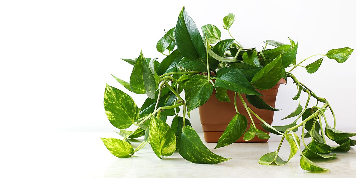 Pothos : la liane d'intérieur incontournable pour tous