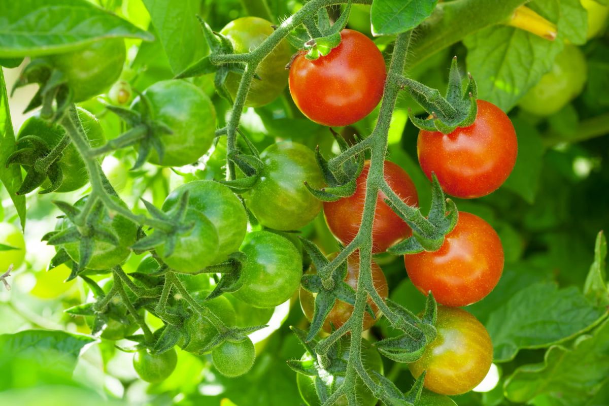 Cultiver des tomates cerises en pot ou au potager : nos astuces