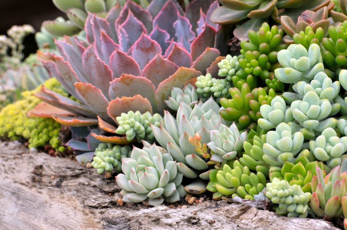 Transformez vos feuilles de succulentes en trésors grâce à cette astuce de jardinage