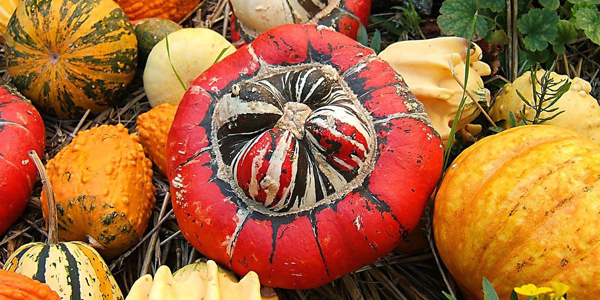 Giraumon, le potiron turban