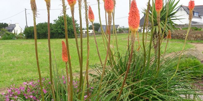 Tritoma : la floraison éclatante des faux aloès
